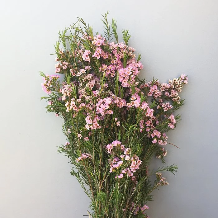 Wholesale Waxflower | DIY Flower Mart | Orlando, FL